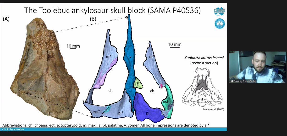 ezzatweets's tweet photo. Some beautifully described new #ankylosaurus skulls from #Australia by Timothy Frauenfelder from @UniNewEngland #virtualgesss @GeoSocAustralia https://t.co/wwU9Zyt4ii