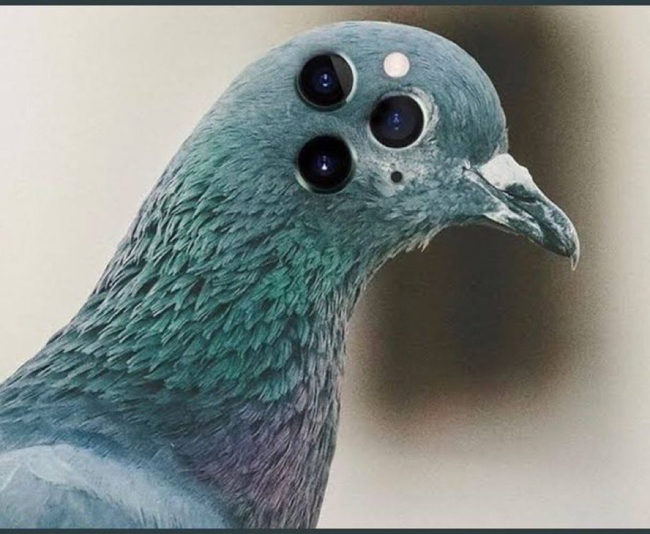 birdM69X's tweet photo. I mean that explains it all really 🐦 https://t.co/OxjGvZFRSk