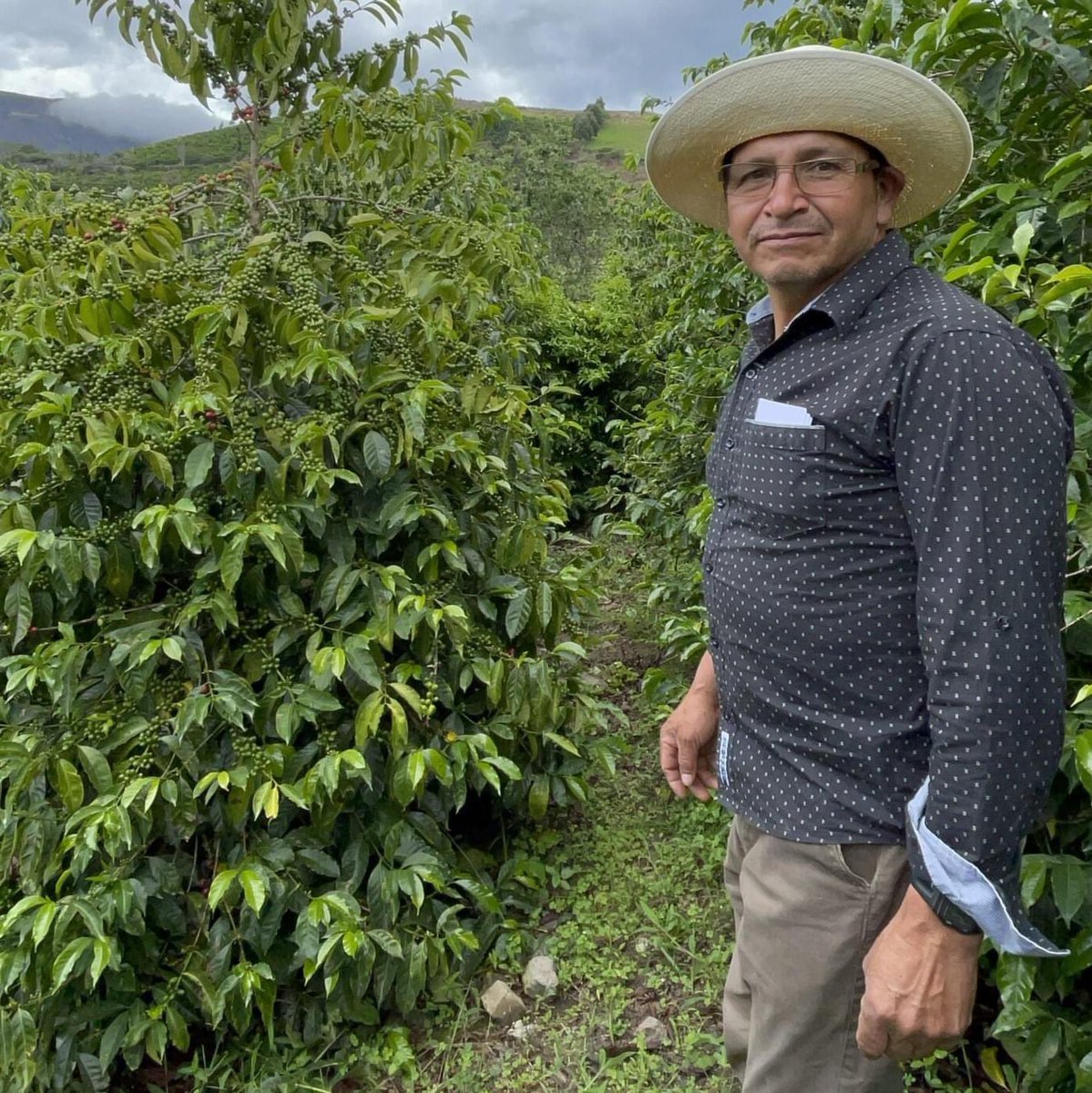 prefecturaloja's tweet photo. ¡#LOJA PRIMER LUGAR EN SUBASTA INTERNACIONAL!
@ACEDE_EC organizador de [Cup of Excellence Ecuador 2021] realizó la Subasta Internacional, participaron 29 productores ecuatorianos, de los cuales 16 son lojanos.    
☕ Productor: Abel Salinas
📌 #Saraguro - LOJA
💲 97.10 la libra. https://t.co/tLspFxR3Sl
