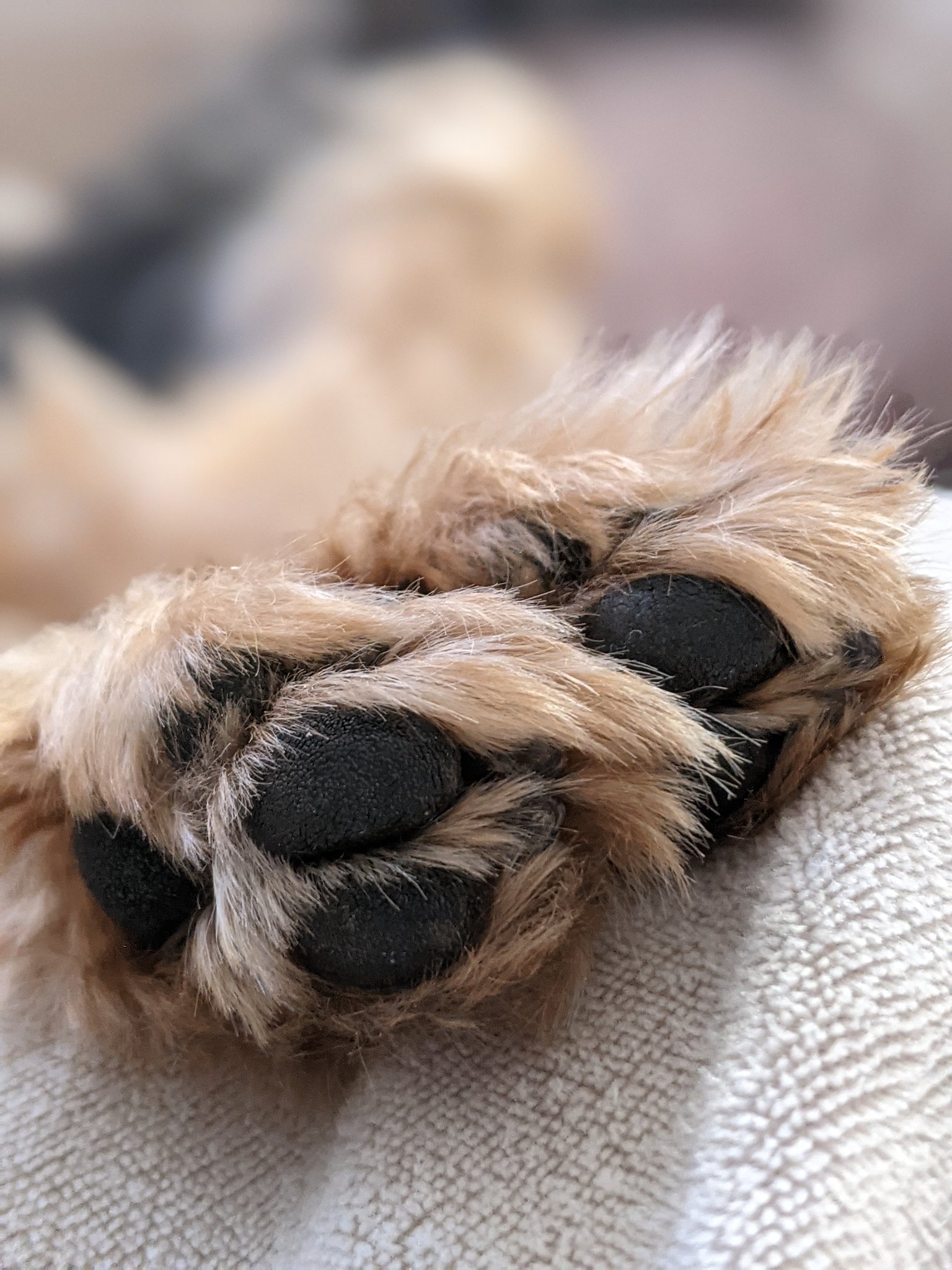 ファンブル 宣言 広々とした 犬 ポップコーン 匂い 味方 四回 柔らかさ