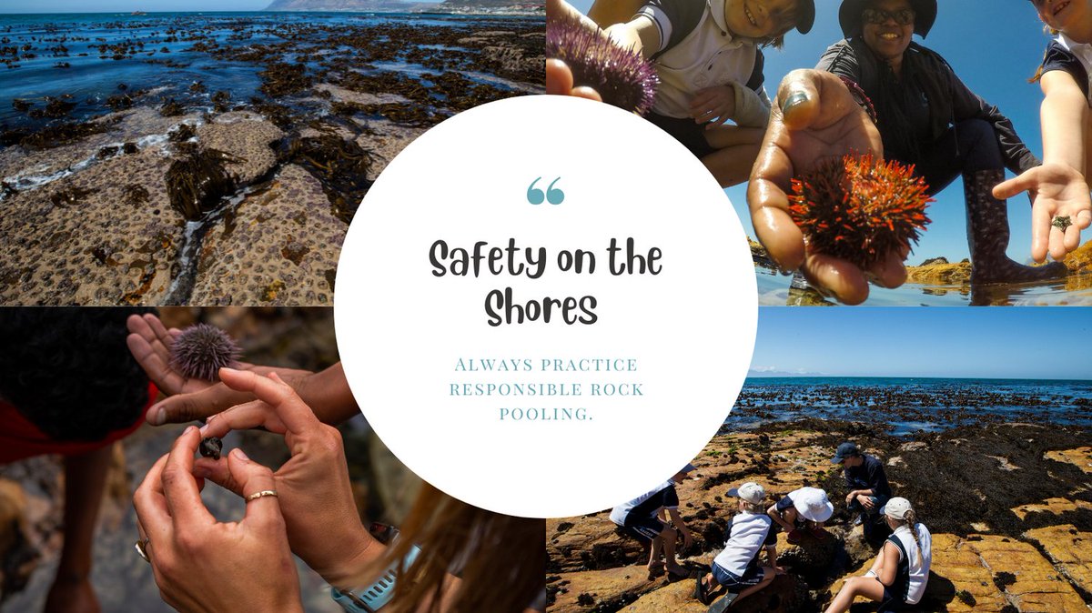 sharkcentre's tweet photo. Did you know that many sea creatures call the #rockyshores their home? When we visit them it is up to us to make sure we interact with them in a safe and responsible way. Here are some safety tips for the shores! 🐙 https://t.co/5ZJCAwRNZK