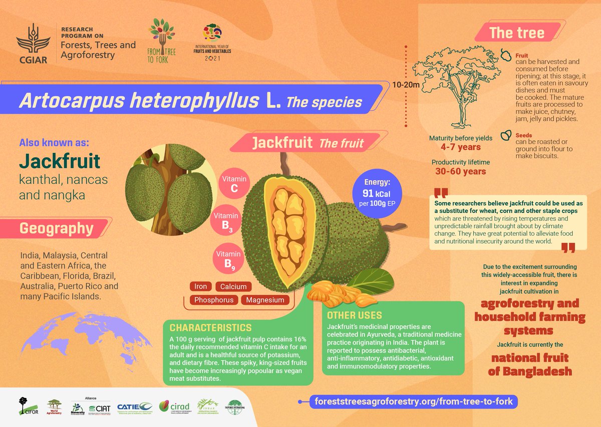 LandAllianceID's tweet photo. 🍐 Artocarpus heterophyllus atau nangka merupakan jenis tropis dengan buahnya yang manis dan dapat dikonsumsi langsung atau diolah.
Sifat kayunya yang tahan rayap disukai untuk furnitur dan konstruksi.
🌳 #FromTreeToFork ➡️ https://t.co/0dJ13S92xf
@FTA_CGIAR #IYFV2021 https://t.co/0dgD3oneat