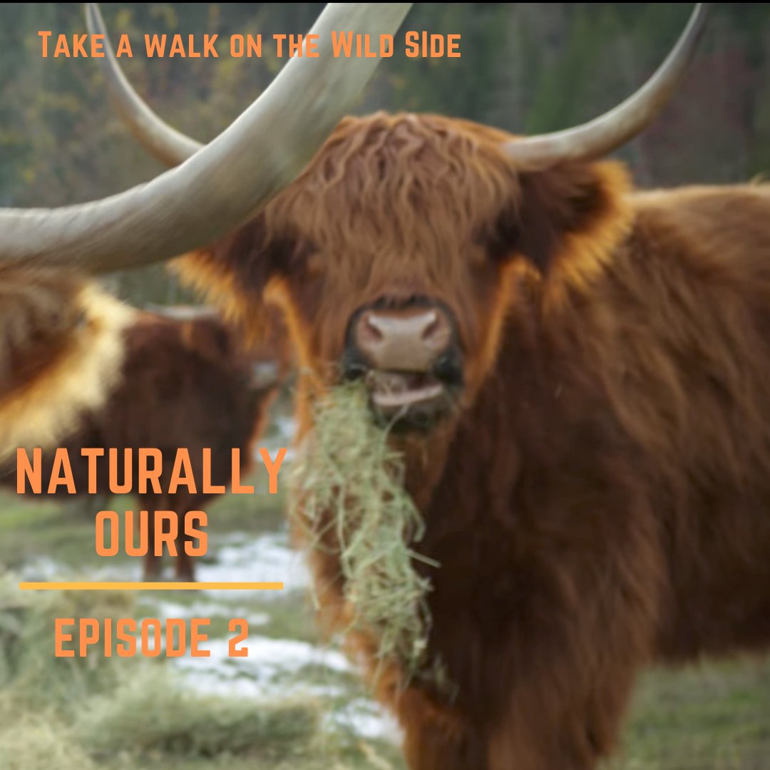 Roamancing's tweet photo. Rather fitting that our fave cinematic episode of #NaturallySaltSpring is now tied to a fave #NaturallyOurs #NFT Collectible of ours. Meet Highland Gràidheag on @OpenSea: https://t.co/7gwEpWYrZJ &amp; #tunein to her on #SustainableFootprints at #RuckleFarm: https://t.co/E3rPNgmHTU https://t.co/NLn0bwa0Gp
