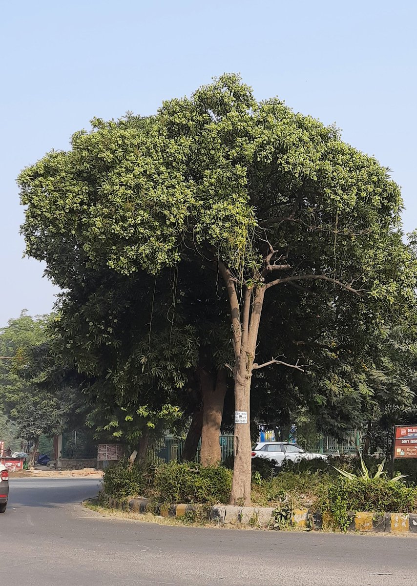 'Trees are the earth’s endless effort to speak to the listening heaven.'
-Rabindranath Tagore
Happy #ThickTrunkTuesday 🌳
#trees #TwitterNatureCommunity #nature #treesofdelhi #naturelover #growtrees #savetrees