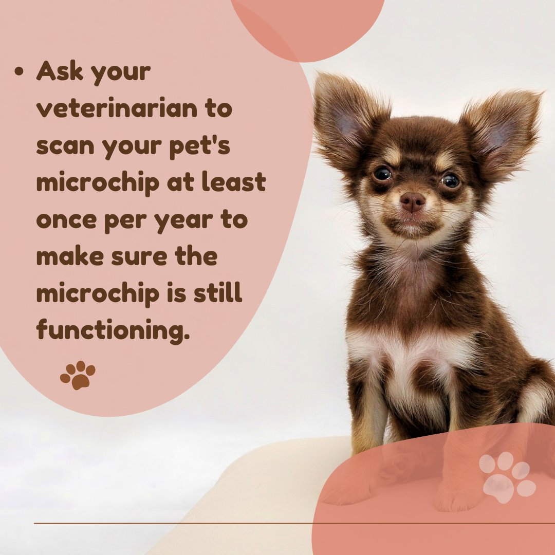 petofyindia's tweet photo. #petparents A simple process after microchipping your pet.. 👇
✅ Read More: https://t.co/fqpKhmSkAK
.
.
.
.
.
#ATTENTION #attentionpetparent #petparenting #dog #cat #dogs #dogsofinstagramworld #DogsofTwittter #doglover #dogloversofinstagram #catsofinstagram #catlover #catlife https://t.co/nPHlRWBlcp