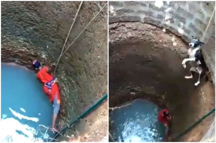 Rajani Shetty, a domestic help from Mangalore, cooks food for hundreds of stray animals, and also climbs down wells like to rescue them. She has treated and nurtured several street dogs which were injured, helpless, and handicapped. 
Hats off to her amazing Seva 🙏🏼