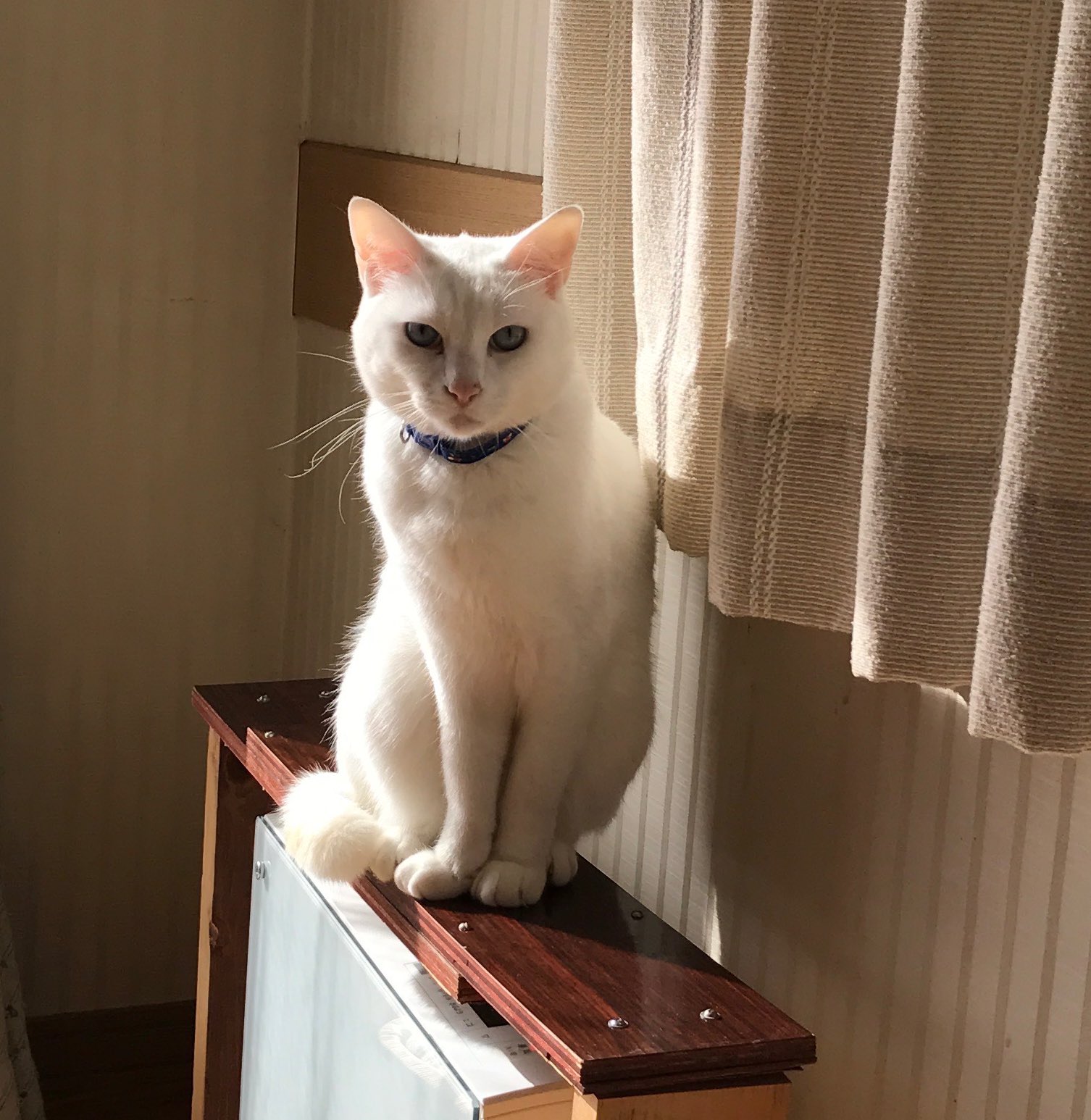 Kumi 岡山県 津山市 岡山県津山市 迷い猫 迷子猫 白猫 Twitter