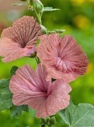 rishirajsinghs's tweet photo. @beeple Flowers for the people who worried about smell https://t.co/HGXQEo98oV