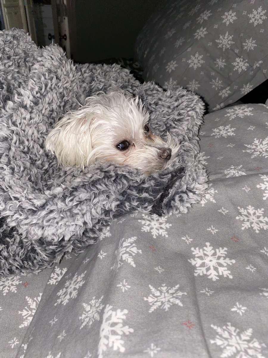lisamightydavis's tweet photo. Prayers for my little pup please! #roxydoodle @_CLINTWESTWOOD_ @jonnylitecoin @CryptoNana4LTC @RektEli @ArcadiaEconomic @arcanebear https://t.co/J3PmytVF2m