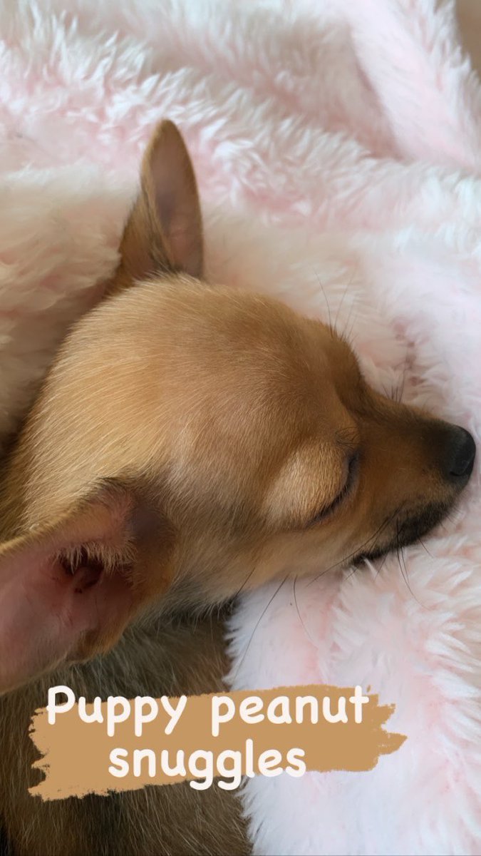 MarieCornelio's tweet photo. We got a new family member, Penelope sister, her name is Peanut and she is full of love and energy. ☺️🐶🎀💞#puppy #puppylove #penelopesister #sweetgirl #3mos #dogmom #furbabies https://t.co/YlRJduBchm