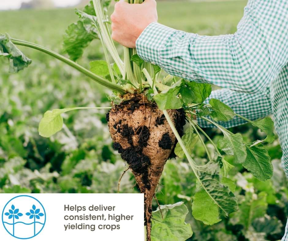GermainsUKBeet's tweet photo. Do you want to realise consistent, higher yielding #sugarbeet crops in the next season?
Find out how with #Xbeet #enrich200: https://t.co/X22blqhrlx #britishsugar #farminguk https://t.co/cbucgFAfyu