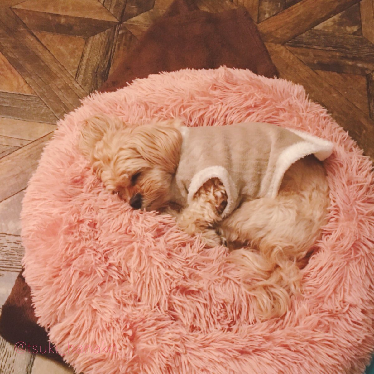 寒くなってきましたね…。
モフさんも家を歩くだけで手足が冷え冷えです。
少しでも暖かくなるようにヒーターを買いました。ぬくぬくしておくれ…。
#はなこと旦那とモフ https://t.co/wWNaDRnmJm