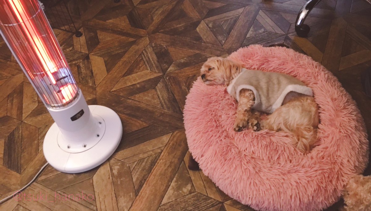 寒くなってきましたね…。
モフさんも家を歩くだけで手足が冷え冷えです。
少しでも暖かくなるようにヒーターを買いました。ぬくぬくしておくれ…。
#はなこと旦那とモフ https://t.co/wWNaDRnmJm