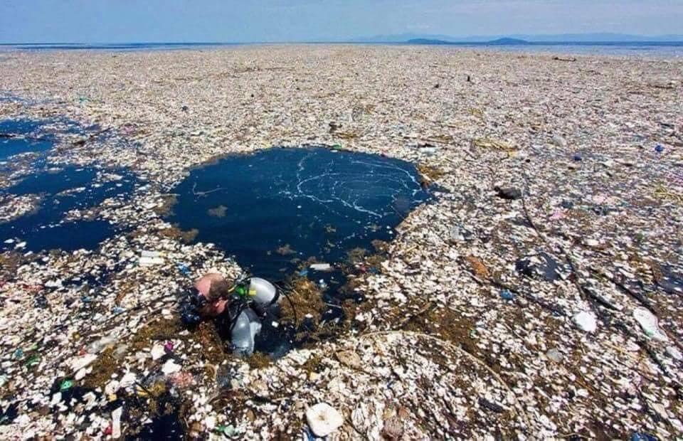No_PlasticWaste's tweet photo. Me: "Go snorkelling they said, it'll be fun they said."
The ocean: 👇

📷 FB South Coast Seaweed https://t.co/9LC9dA8Uki
