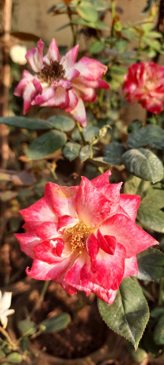 SwagateekaM92's tweet photo. Smiling at me and wishing me Good Morning ❤

#PleasantMorning #PhonePhotography #FlowerPhotography 
#NaturePhotography https://t.co/tGvN987Tk1
