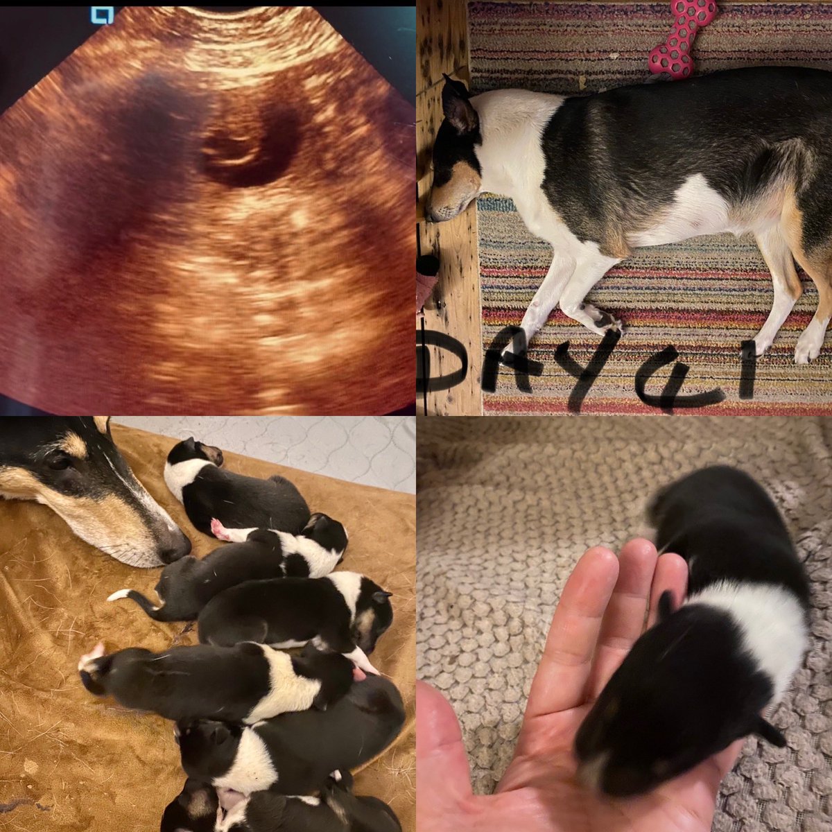 ILSBridgendColl's tweet photo. ILS have been enjoying learning about puppy development, birth &amp; puppy care with their little Smooth Collie visitor, Vega Luminosa. They have been following her journey from womb to birth &amp; finally met her last week &amp; this at 12 &amp; 13 weeks. Watch this space for more pupdates. https://t.co/gc5teylvNY