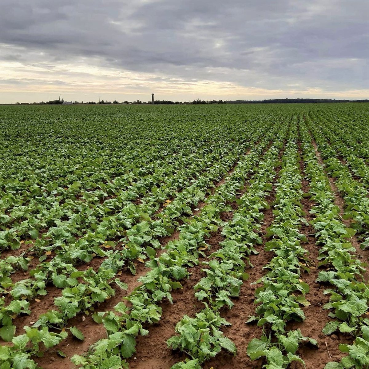 #MesSatimages, l'outil qui sécurise vos marges en optimisant vos rendements de #colza !
Comment❓ En mesurant la #biomasse entrée/sortie hiver pour adapter la dose à apporter
🎯 Des mesures de biomasses précises et exhaustives
💸 Un gain net de 18€/ha
👉 messatimages.proagri.fr