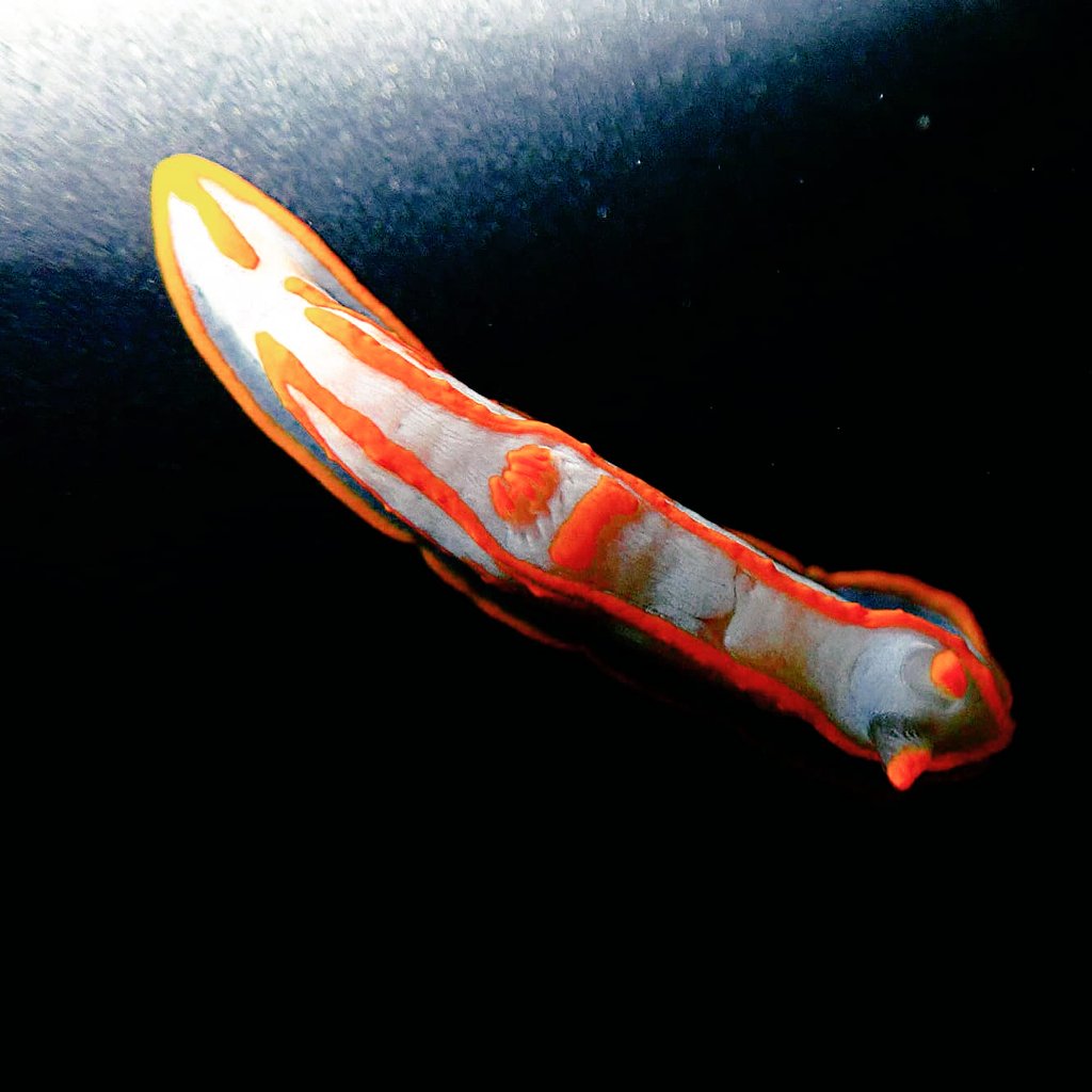 Akira3337Y's tweet photo. キンセンウミウシ
Gymnodoris amakusana https://t.co/LyNOqt8fzK