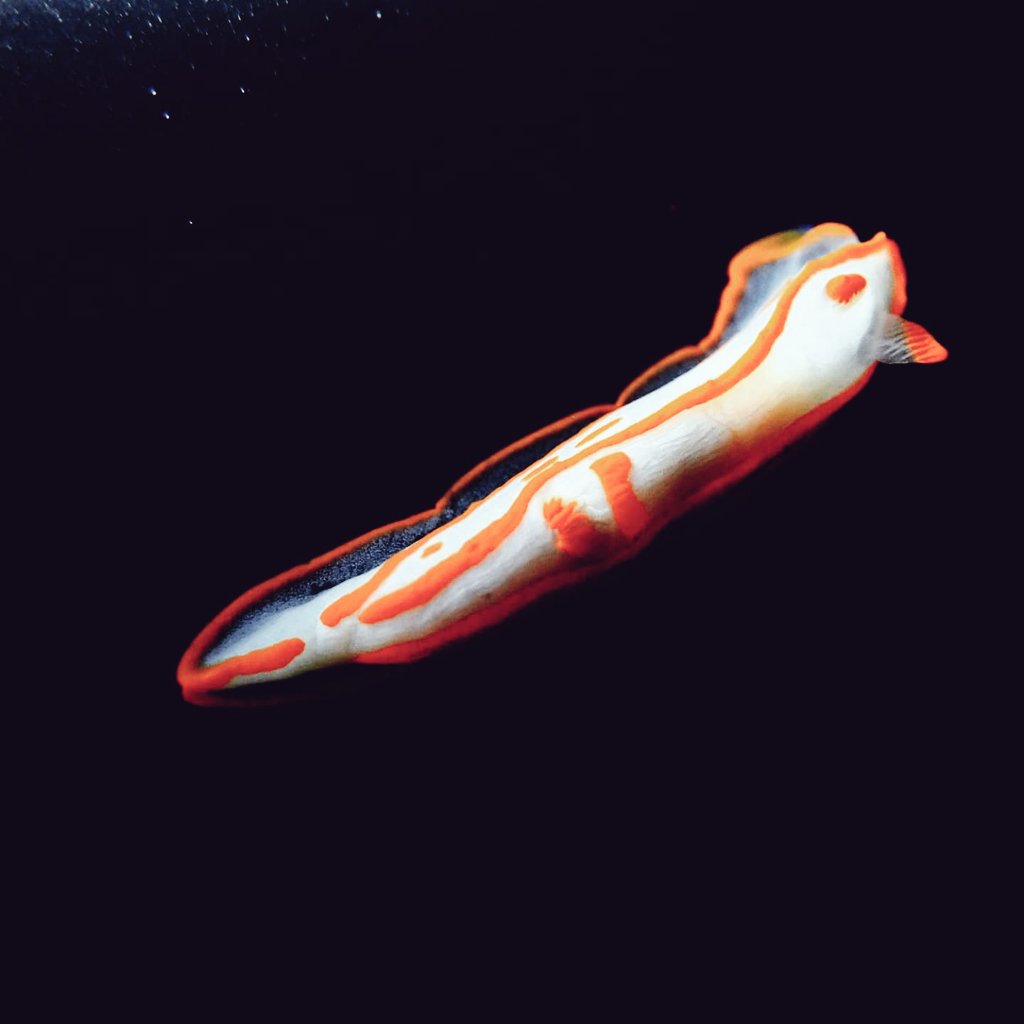 Akira3337Y's tweet photo. キンセンウミウシ
Gymnodoris amakusana https://t.co/LyNOqt8fzK