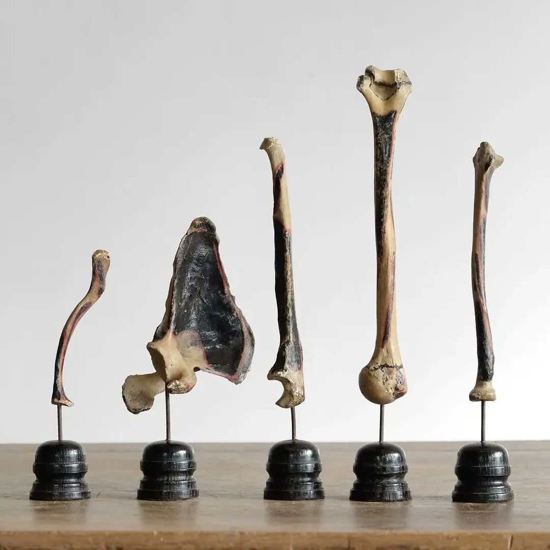BathDecFair's tweet photo. This striking image showcases a set of five late Victorian human bone teaching aids, including the scapula, clavicle, humerus, ulna and radius. Fascinating!
#BathDecFair exhibitor @cunningham_whites are based in South Devon and have a real eye for the unusual! https://t.co/uLHcrauDI3