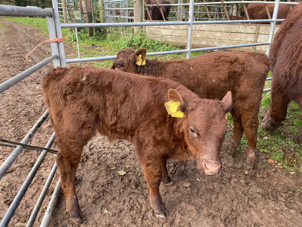 ExeValleyLamb's tweet image. Getting cattle in for Tb test part one 🤞🤞 #tb #cattle #rubyreds #devon #exeter #exminster