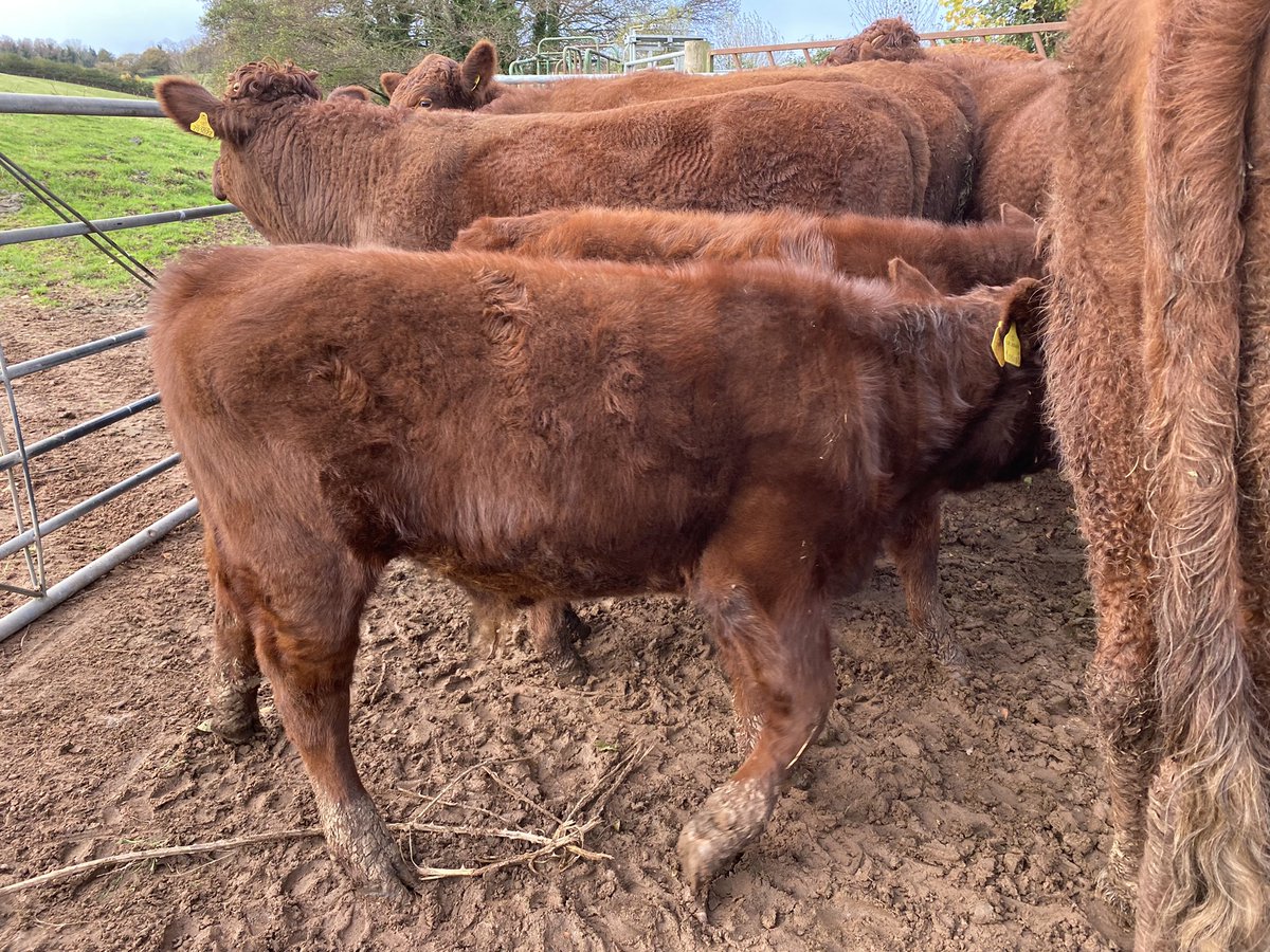 ExeValleyLamb's tweet image. Getting cattle in for Tb test part one 🤞🤞 #tb #cattle #rubyreds #devon #exeter #exminster