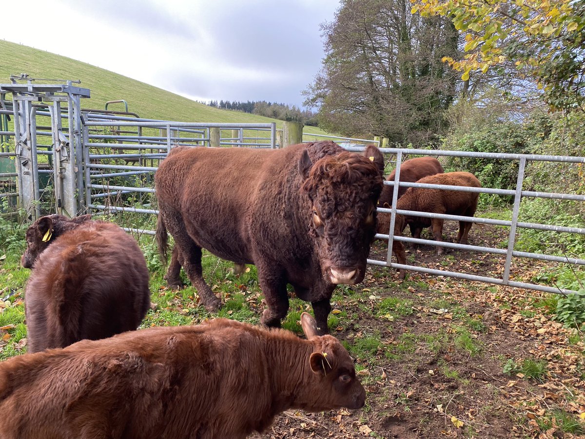 ExeValleyLamb's tweet image. Getting cattle in for Tb test part one 🤞🤞 #tb #cattle #rubyreds #devon #exeter #exminster