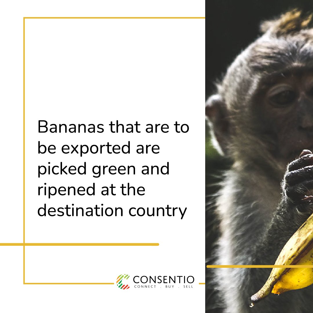 Consentio tweet media