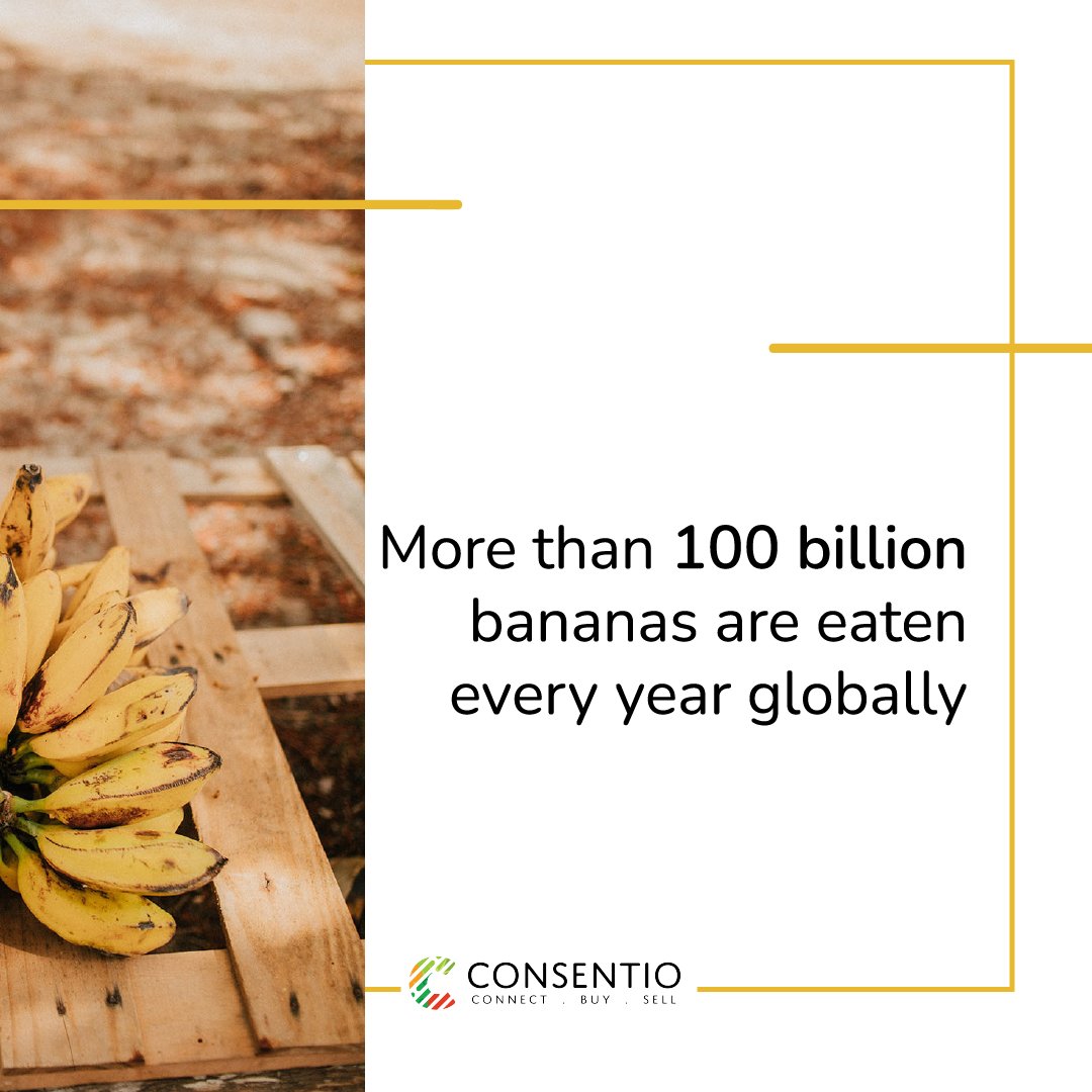 Consentio tweet media