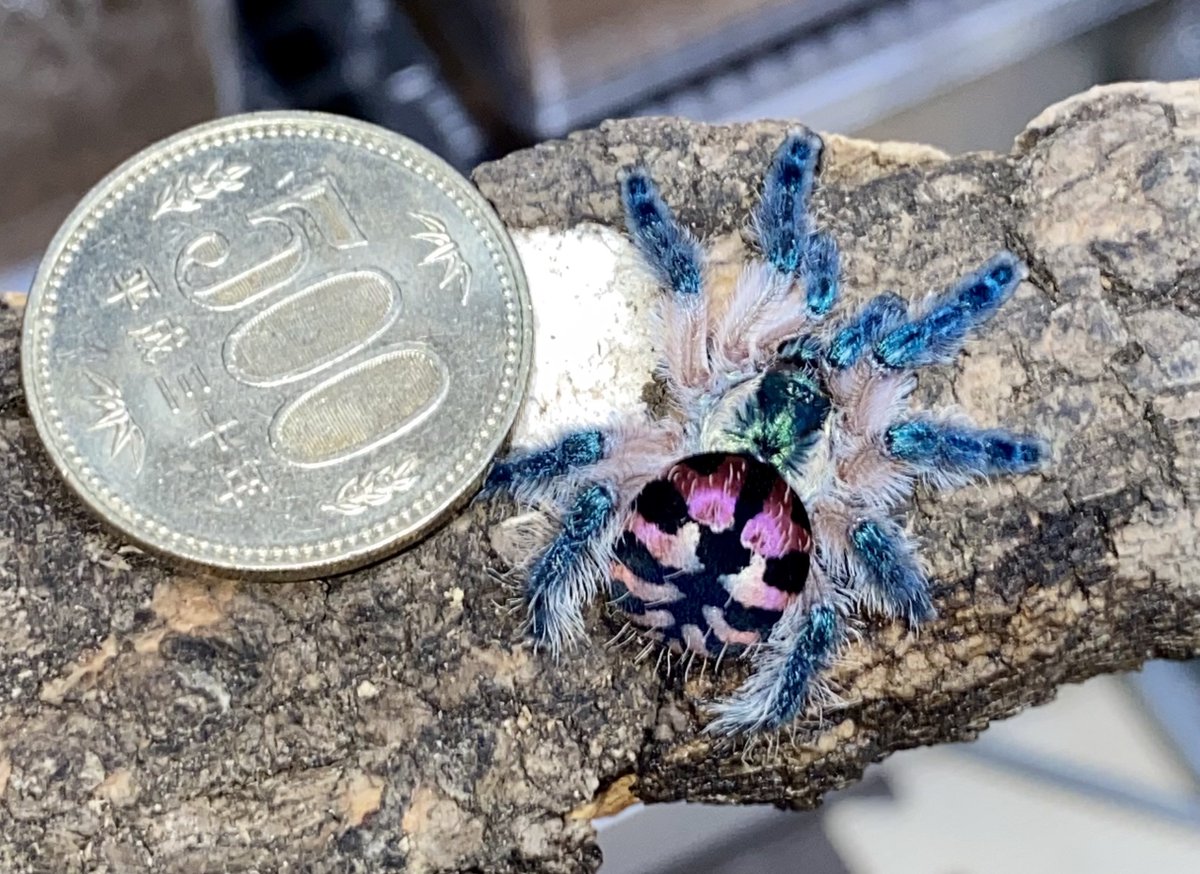 ロシアンブルー様⁎⁺˳ ロシアンブルー様⁂ ロシアンブルー様⁂