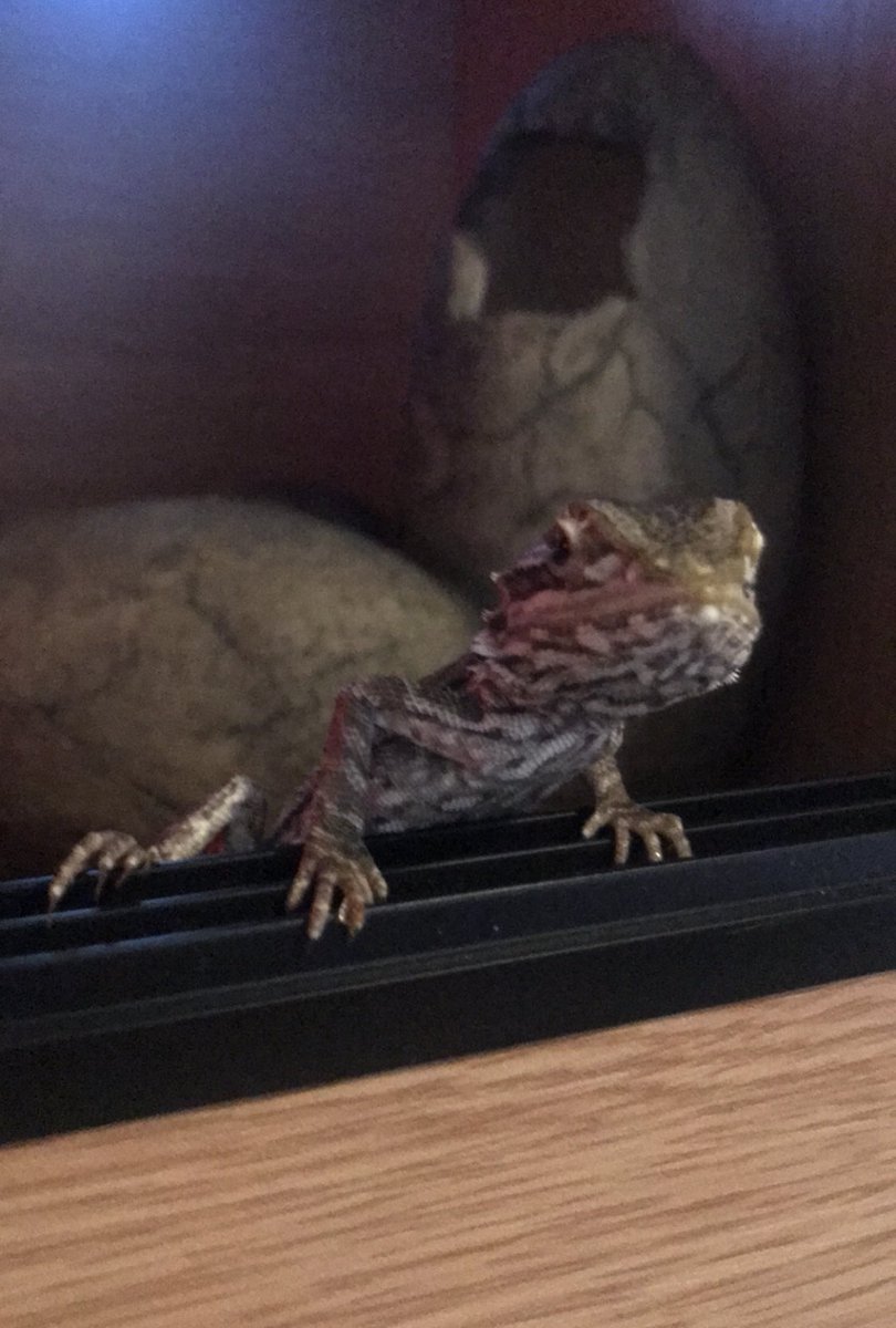 CraftyPinata's tweet image. They grow up so fast. 🥲