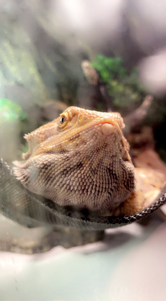 CraftyPinata's tweet image. They grow up so fast. 🥲