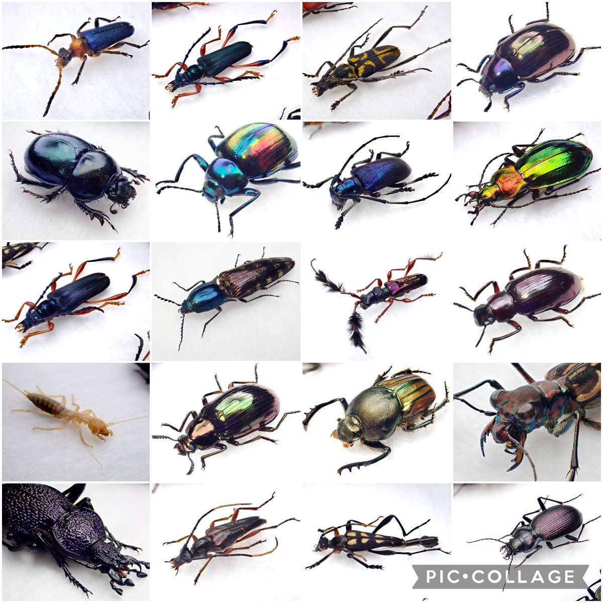 DamasterCarabus's tweet photo. #11月を写真80枚で振り返る

4枚じゃ何も振り返れないので自分サイズのタグにしました。

11月にクリーニングし���標本の一部。

80でも全然収まらなかった😰

こうして見ると11月はカミキリが多かったなぁ。 https://t.co/9ys9sSMfuK