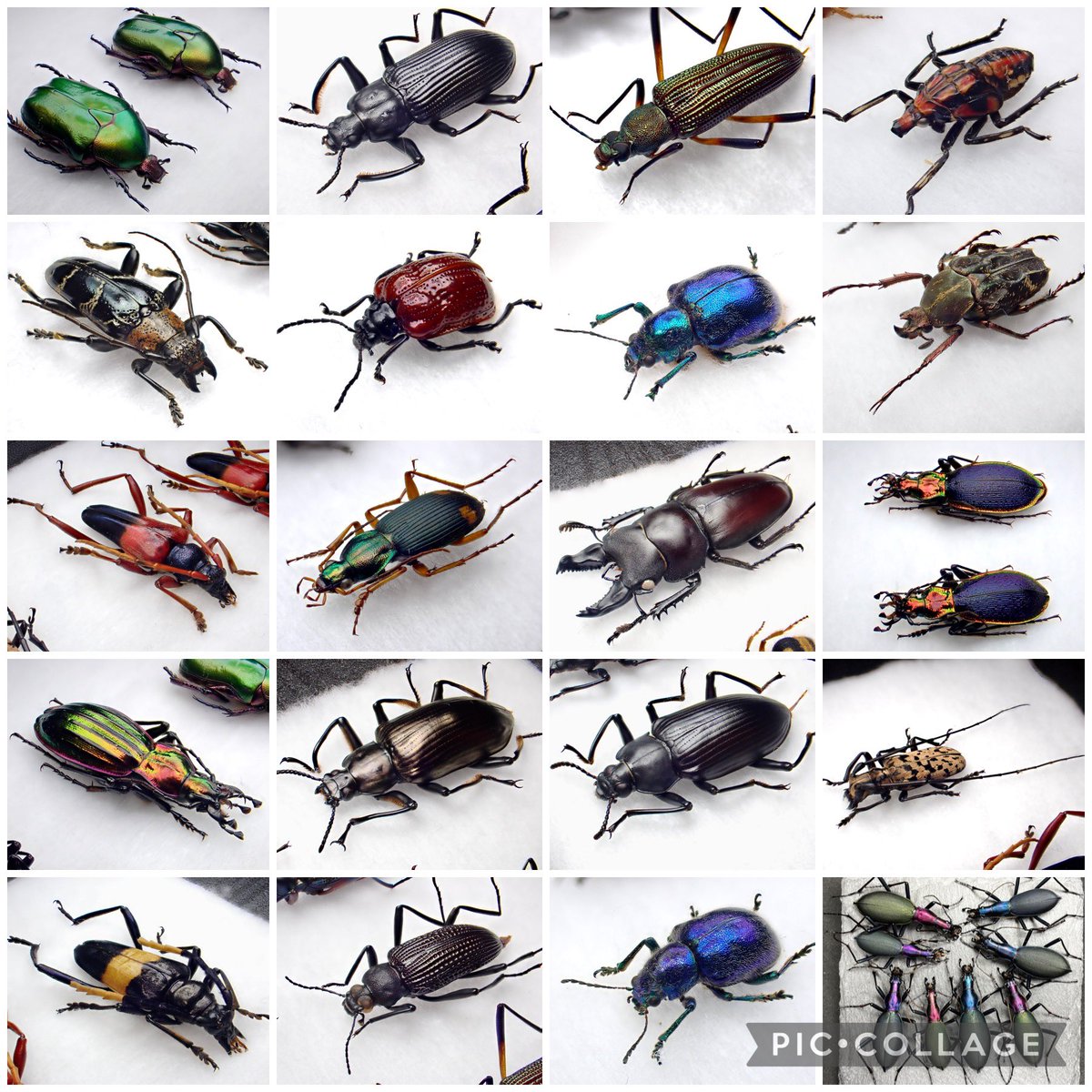 DamasterCarabus's tweet photo. #11月を写真80枚で振り返る

4枚じゃ何も振り返れないので自分サイズのタグにしました。

11月にクリーニングし���標本の一部。

80でも全然収まらなかった😰

こうして見ると11月はカミキリが多かったなぁ。 https://t.co/9ys9sSMfuK