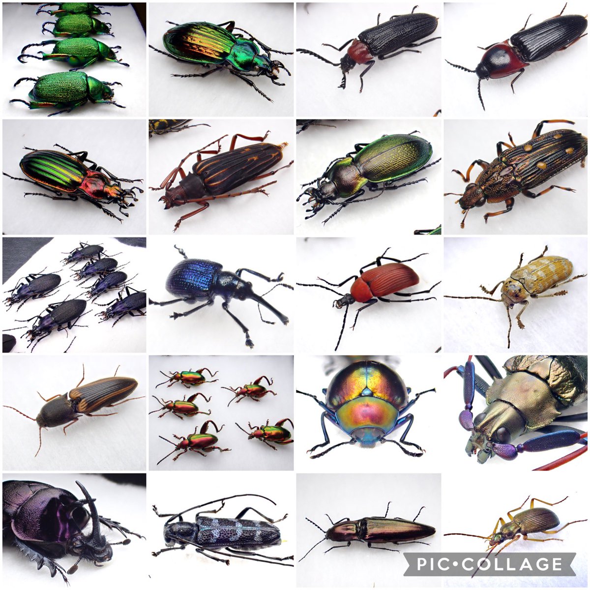 DamasterCarabus's tweet photo. #11月を写真80枚で振り返る

4枚じゃ何も振り返れないので自分サイズのタグにしました。

11月にクリーニングし���標本の一部。

80でも全然収まらなかった😰

こうして見ると11月はカミキリが多かったなぁ。 https://t.co/9ys9sSMfuK