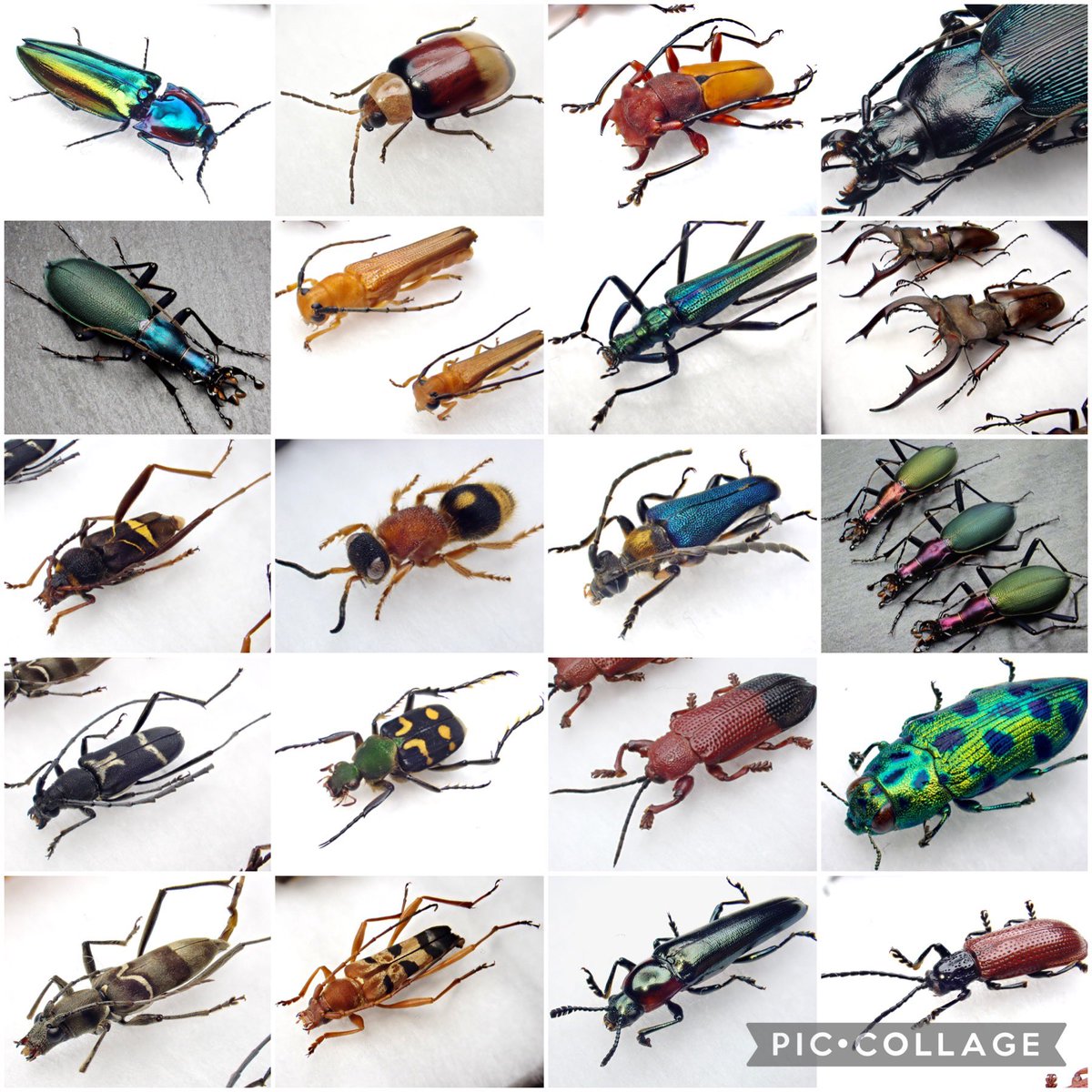 DamasterCarabus's tweet photo. #11月を写真80枚で振り返る

4枚じゃ何も振り返れないので自分サイズのタグにしました。

11月にクリーニングし���標本の一部。

80でも全然収まらなかった😰

こうして見ると11月はカミキリが多かったなぁ。 https://t.co/9ys9sSMfuK