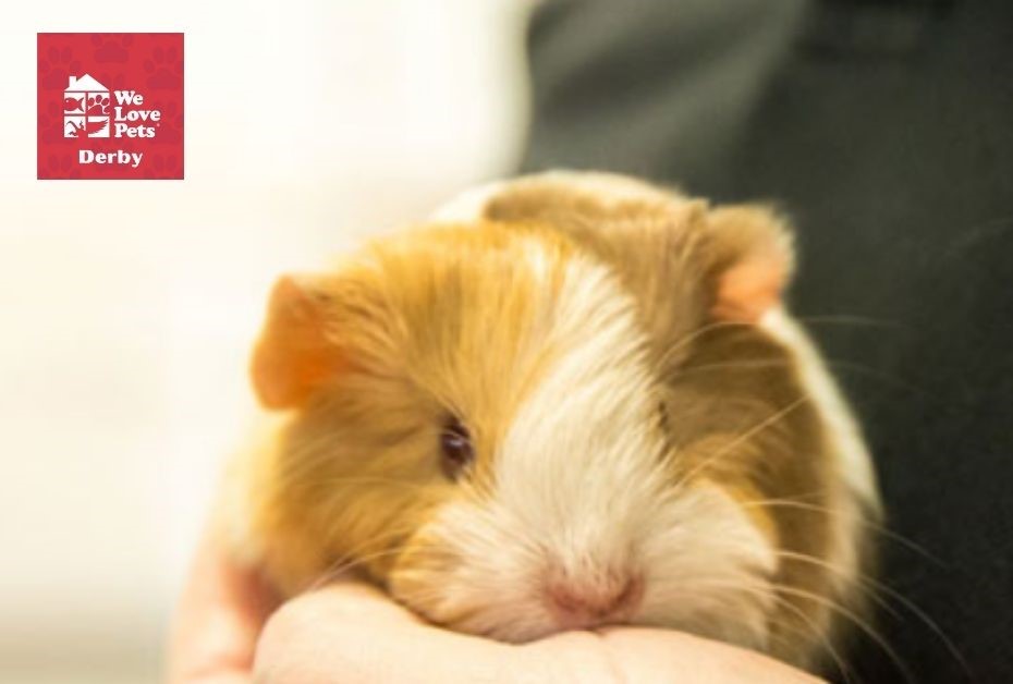 Small animals need holiday care too! We'll either board your pets in a pet carer’s home or make regular visits to your pets in their own home. We look after chickens, hamsters, gerbils, rabbits, guinea pigs, rats, mice or ferrets.

#petcare #derby