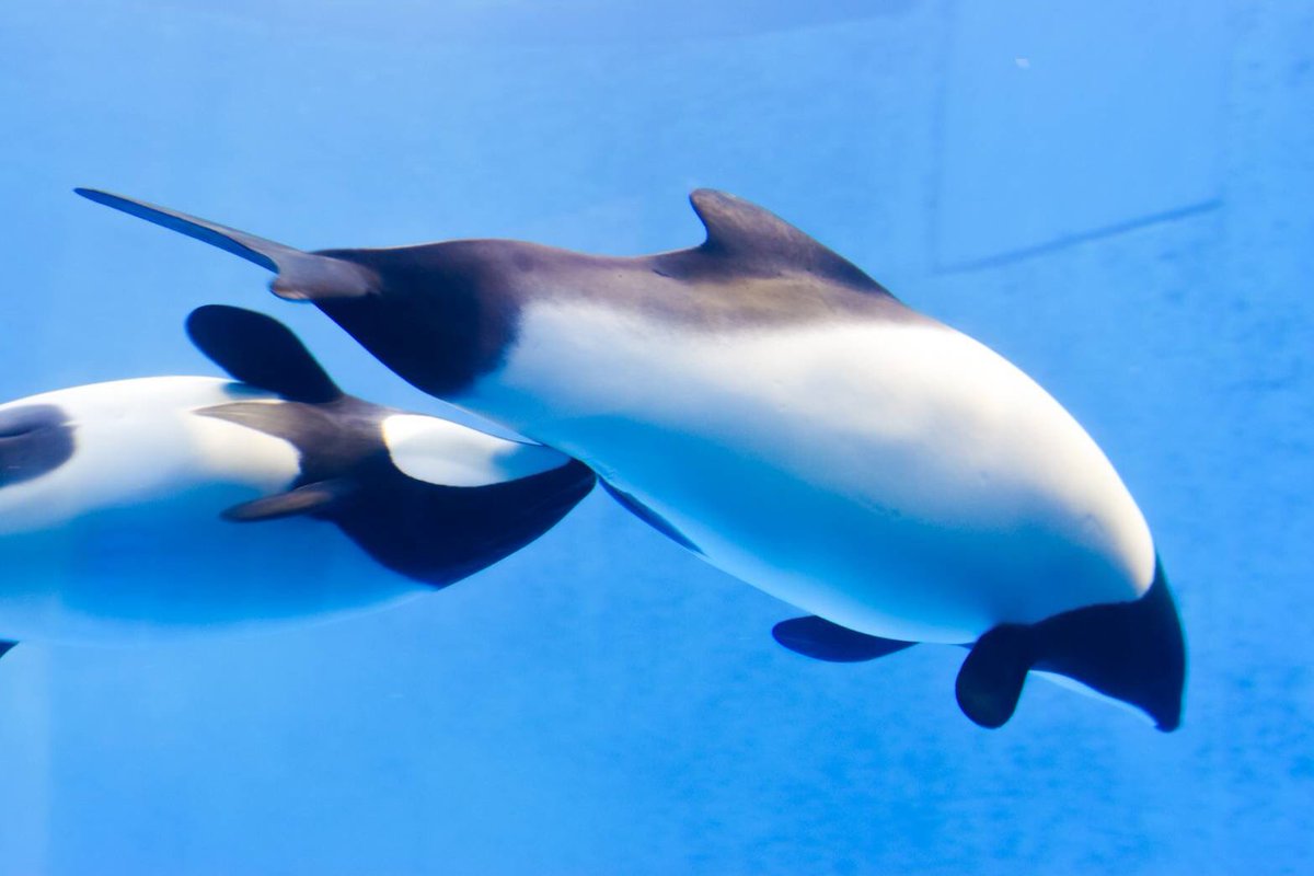 shark1trainer's tweet photo. 久しぶりの更新ー
鳥羽水族館です！ https://t.co/SR9Cq99vj6