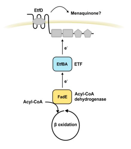 "Did we just give Mycobacterium tuberculosis a metabolic disease?"

Really cool story #BehindThePaper by <a href="/tiagobeites/">Tiago Beites</a> <a href="/saehrt/">Sabine Ehrt</a> <a href="/EhrtSchnapLab/">Ehrt & Schnappinger Labs</a> <a href="/WeillCornell/">Weill Cornell Medicine</a>

"The characterization of the membrane oxidoreductase EtfD started as a "my gene" kind of story..."

go.nature.com/3o8FWOp