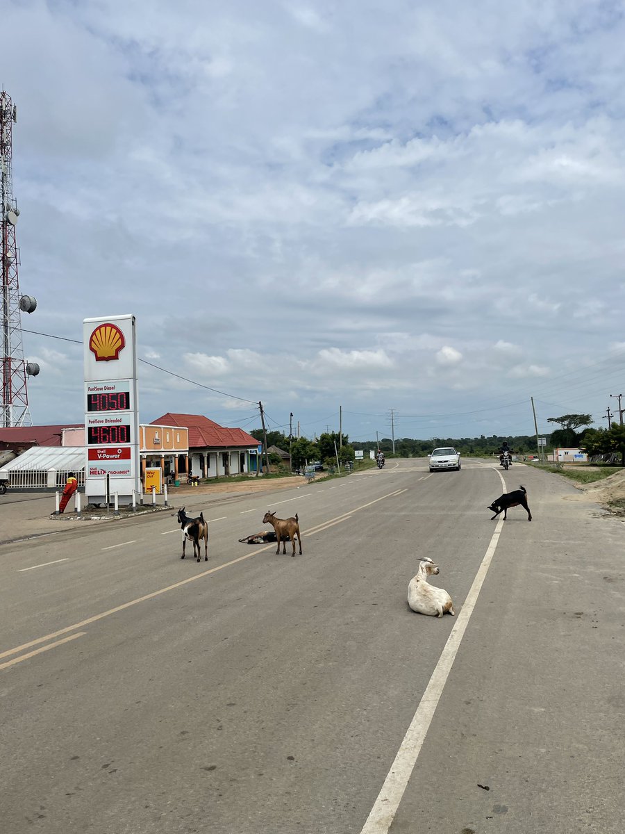 kabderrick's tweet photo. Bushenyi goats already gave up on life 🙌🏾😂 it's now just vibess https://t.co/0NVBF11Zcs