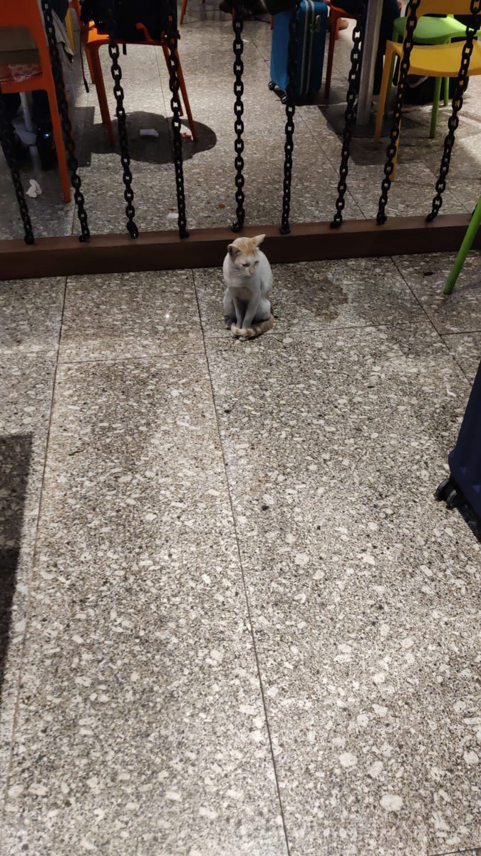 fareesh's tweet photo. Attention @KolkataAirport @aaikolairport there is a stray CAT near KFC apparently in distress. You must intervene and ensure its safety. An airport is no place for a cat. 

Dear Twitter, please RT to save cat in distress https://t.co/zs9csrsHmT