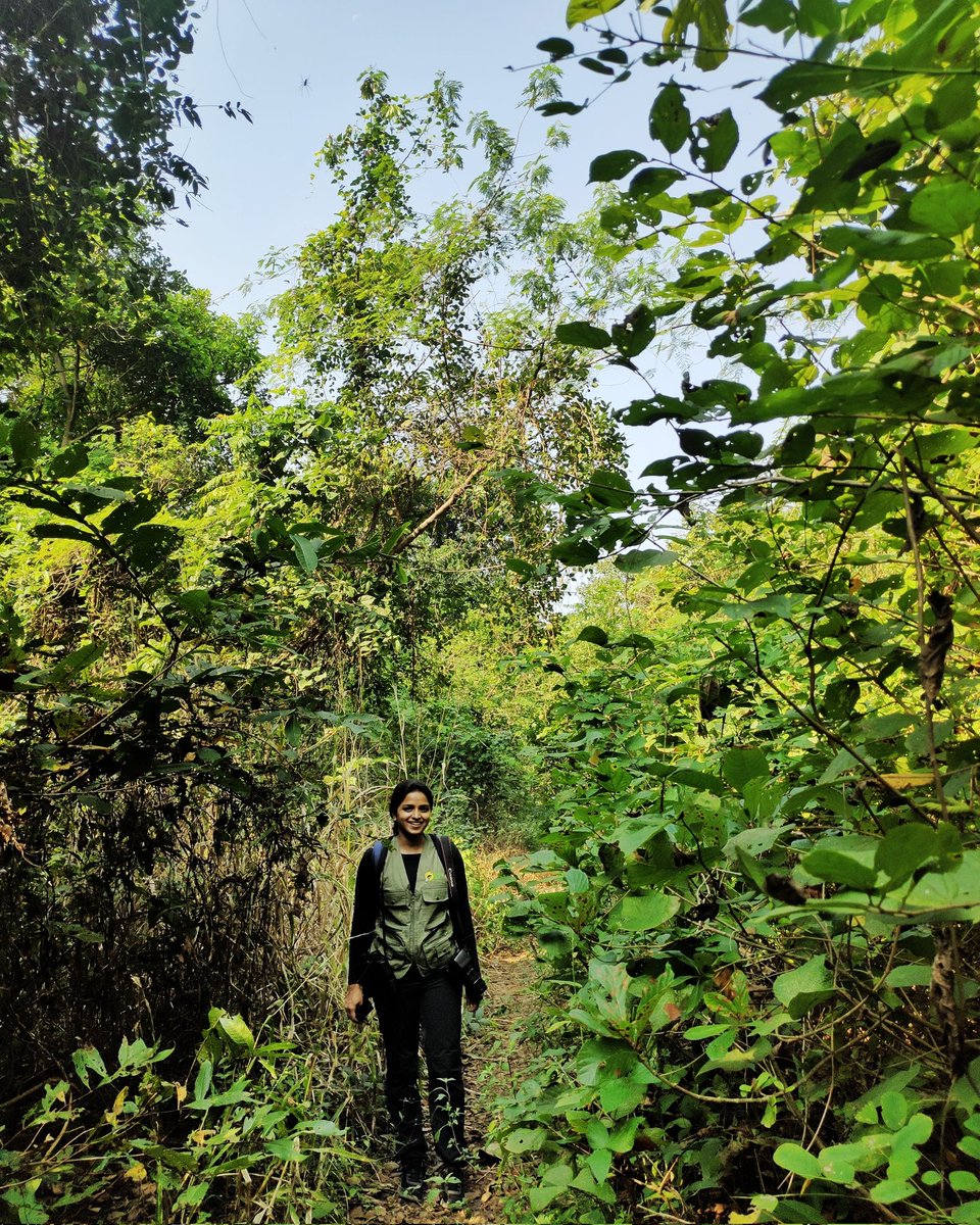 pied_starling's tweet photo. Wildspace! Tungareshwar Forest. It acts as a corridor between Sanjay Gandhi National Park and Tansa Wildlife sanctuary. Good for birding but a lot of human disturbances due to the temple and Ashram situated within this place. 
#forests #wildspaces https://t.co/SHC0oxOhFy