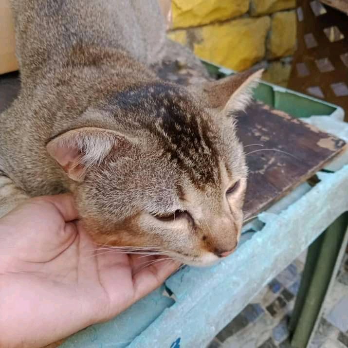 yurmilani2's tweet photo. Cat
#CatsOfTwitter
#방탄소년단진 #SpiderManNoWayHome https://t.co/zpTsMo6flH