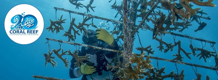 NOAACoral's tweet photo. NOAA partnered with @forceblue on the #100YardsOfHope project, which restored a football field-sized plot of Floridaโs #CoralReef. In honor of the @NFLโs 100th anniversary, this project launched during the 2020 championship game in Tampa https://t.co/8jhbKCkO9f https://t.co/mZqCcWOsqH