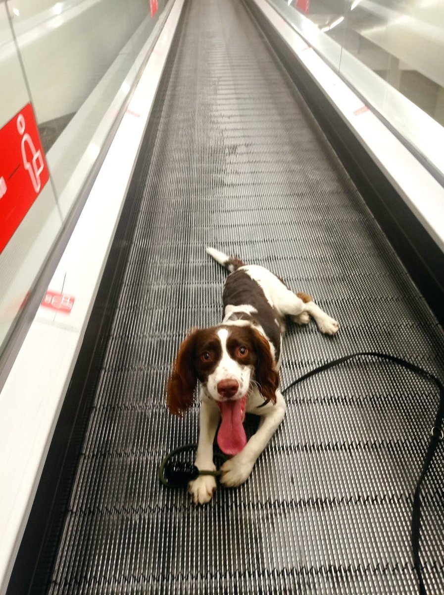 policia's tweet photo. ¡Esta preciosidad está buscando una familia que le de cariño! 

🐶 Se llama Hindio
🐾 Es un springer de 1 año
💙 Es muy sociable, tanto con otros perros como con las personas

¿Te animas?😍👇
https://t.co/z8TlixYIxR

We❤#Animals
#Adopta https://t.co/eqhzIf3FVx
