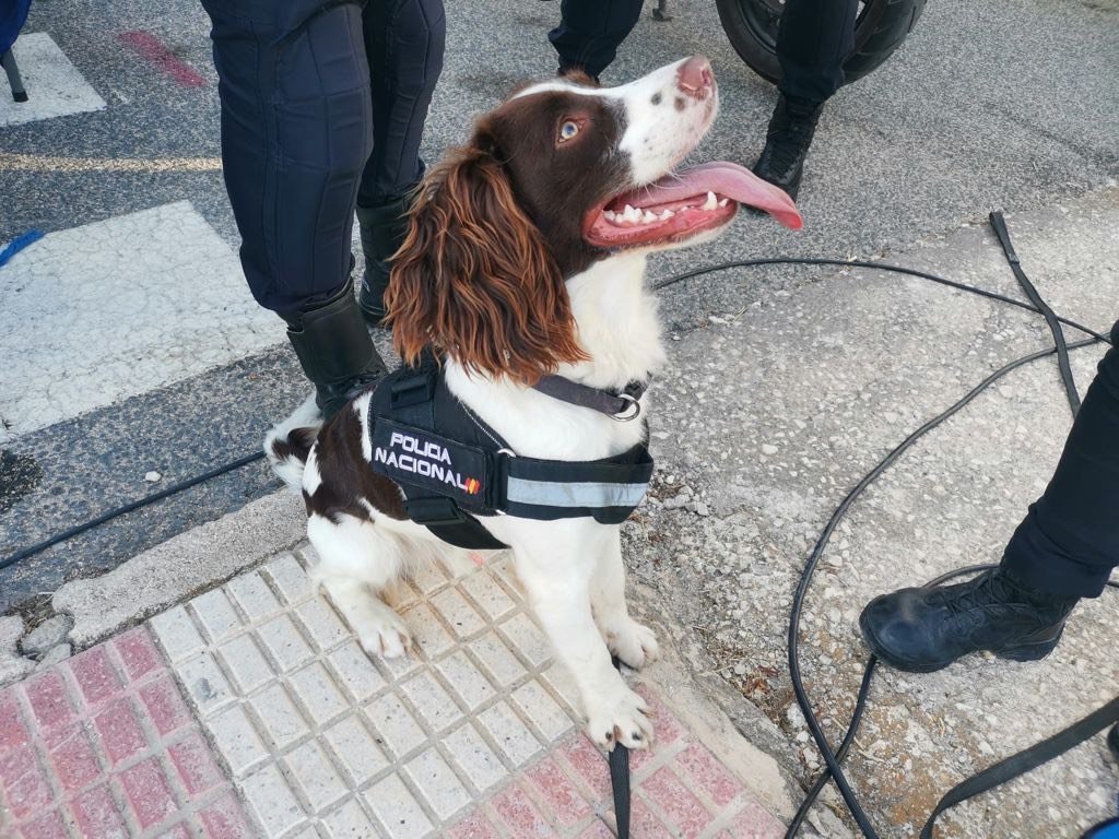 policia's tweet photo. ¡Esta preciosidad está buscando una familia que le de cariño! 

🐶 Se llama Hindio
🐾 Es un springer de 1 año
💙 Es muy sociable, tanto con otros perros como con las personas

¿Te animas?😍👇
https://t.co/z8TlixYIxR

We❤#Animals
#Adopta https://t.co/eqhzIf3FVx