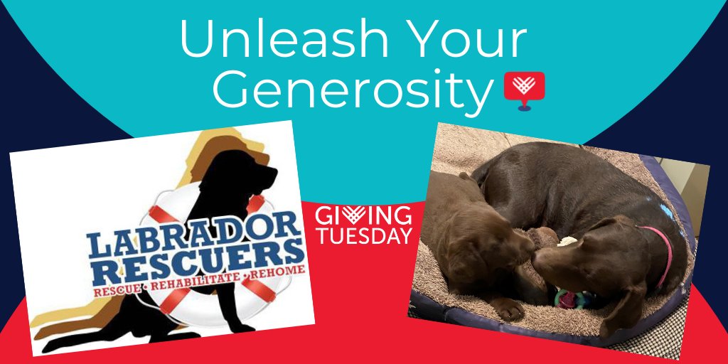 LabRescuersSD's tweet image. conta.cc/3I5UqGD #GivingTuesday #MakeaDifference