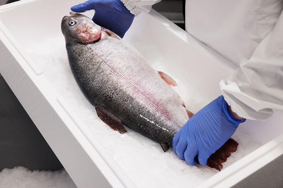 FifaxAbp's tweet photo. On 29th of November 2021 we reached an important milestone when we delivered the millionth kilo of sustainably farmed, gutted rainbow trout to our customers!

Read more here: https://t.co/yWQ0ylsw5E https://t.co/Zds4UtRuMG