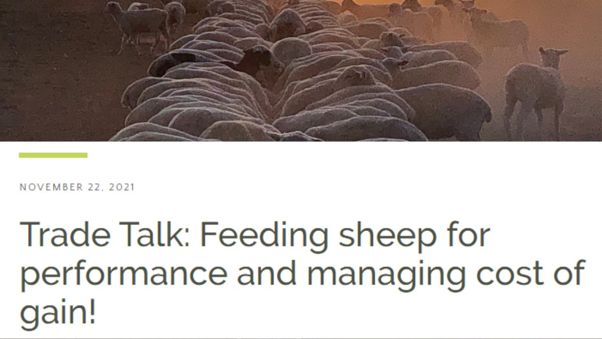 AMC_DirtDollars's tweet photo. If you missed our latest webinar on βFeeding Sheep for Performance & Managing Cost of Gainβ, check out the replay on our website here π https://t.co/UtCZ5Zf3GI
#AgriculturalManagementCompany #AMC #AMCFarmTools #sheepfeedlotting #AMCwebinar https://t.co/zQflTtEdKx