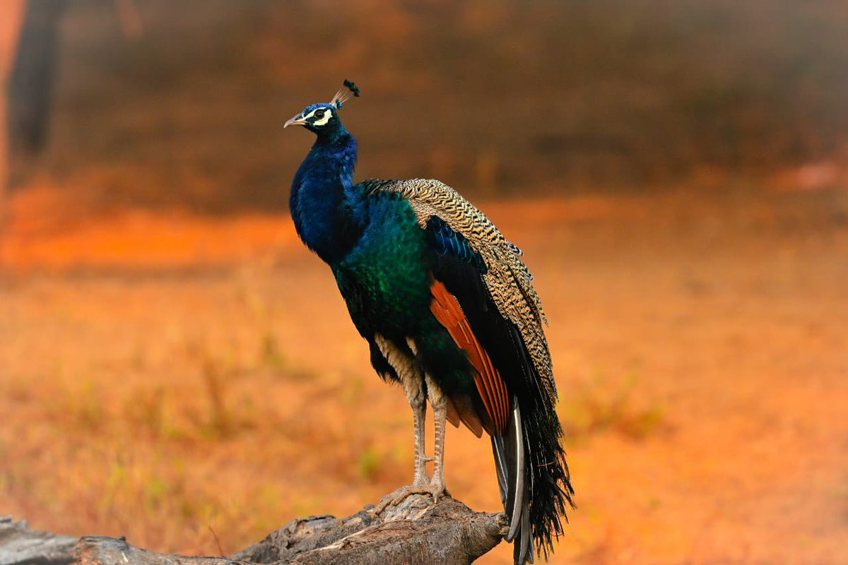 Sharad Mohan شرد ਸ਼ਰਦ शरद শরদ tweet media